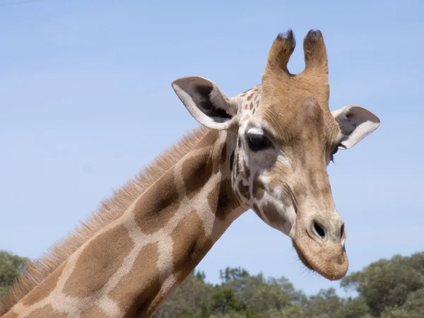 Jirafa — Foto de Stock