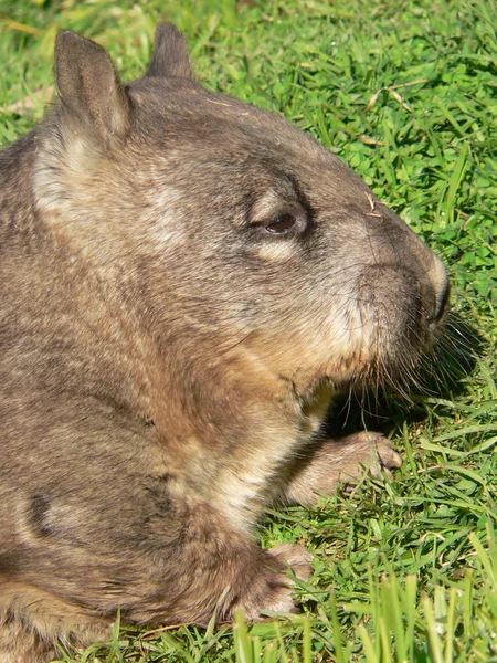 Wombat yan görünüm — Stok fotoğraf