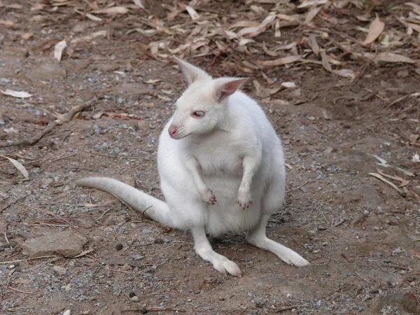 Wallaby albino —  Fotos de Stock