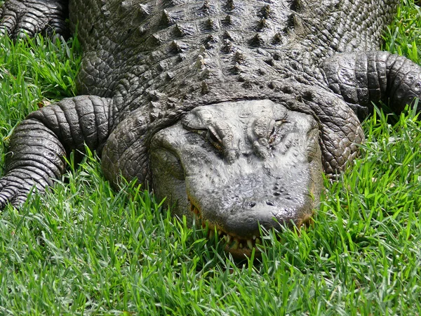stock image Alligator close up
