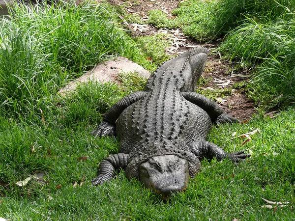 Alligator close-up — Stockfoto