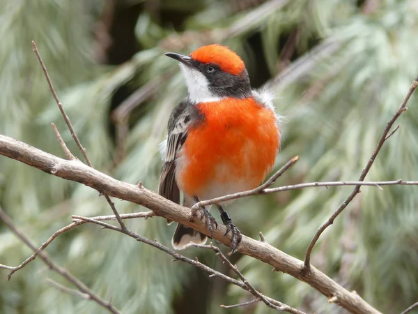 Crimson sohbet kuş — Stok fotoğraf
