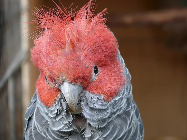 Papagaio de gangues — Fotografia de Stock