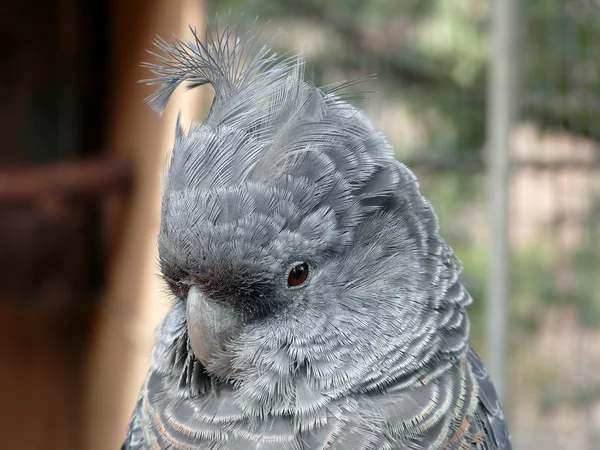 Çete papağanı — Stok fotoğraf