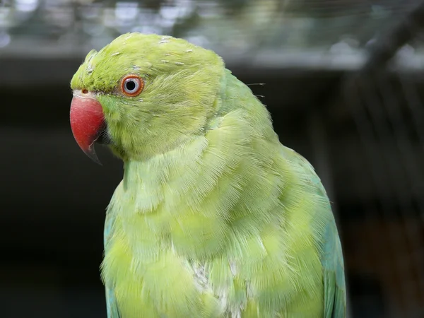Зелений папуга — стокове фото