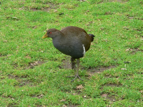 stock image Tasmanian hen