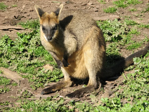 Pântano wallaby — Fotografia de Stock