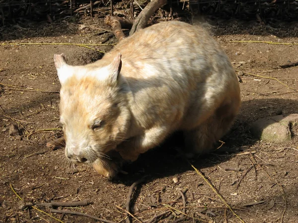 Witte wombat — Stockfoto
