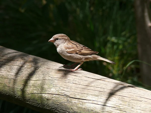 Σπίτι sparrow — Φωτογραφία Αρχείου