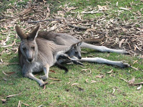 Canguru oriental e joey — Fotografia de Stock