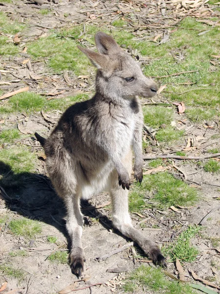 Joey kanguru — Stok fotoğraf