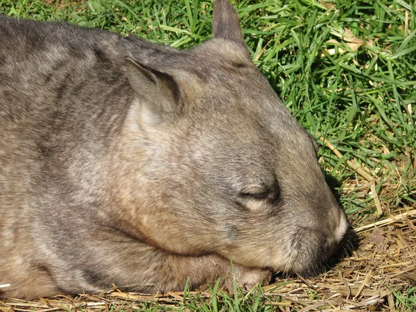 Wombat aus nächster Nähe — Stockfoto
