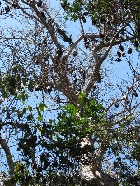 Νυχτερίδες σε ένα δέντρο — Φωτογραφία Αρχείου