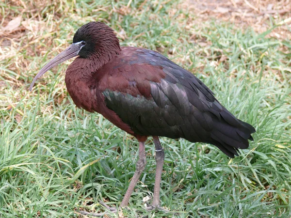 Glossy ibis — Stock Photo, Image