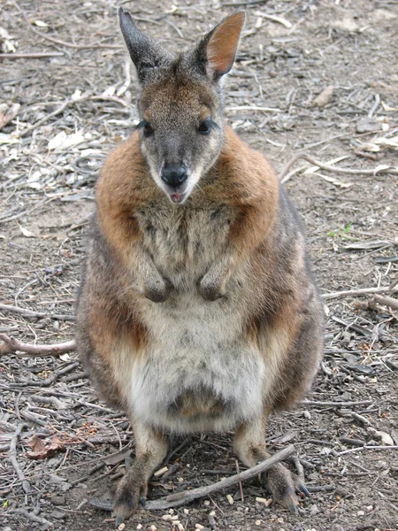 Parme wallaby — Photo