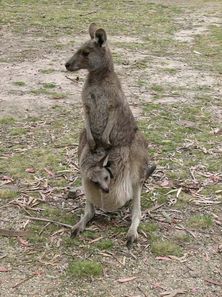 Eastern kangaroo and joey — Stock Photo, Image