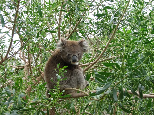 Australain Koala — Zdjęcie stockowe