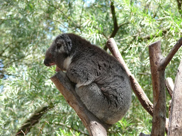 Koala em cima de uma árvore — Fotografia de Stock