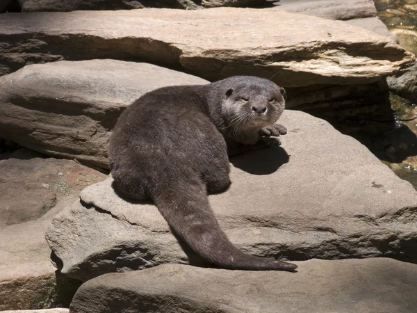 Otter close up — Stock Photo, Image