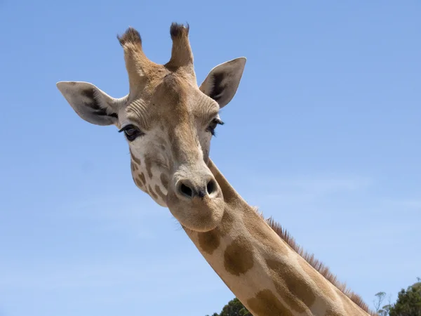 Żyrafa z bliska — Zdjęcie stockowe