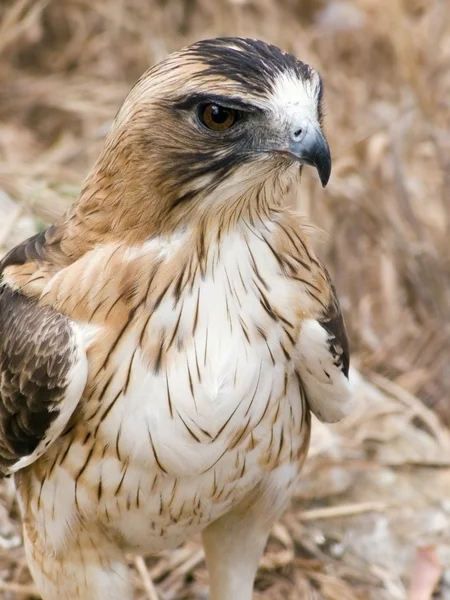 stock image Little eagle