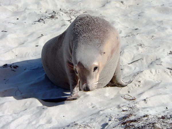 stock image Sealion / seal