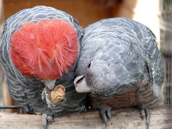 Gang-gang parrots — Stock Photo, Image