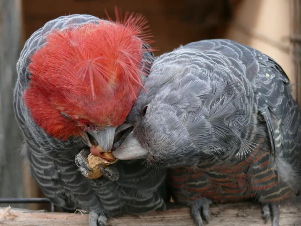 Συμμορία-συμμορία παπαγάλοι — Φωτογραφία Αρχείου