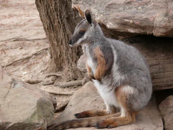 Wallaby de roca de patas amarillas —  Fotos de Stock