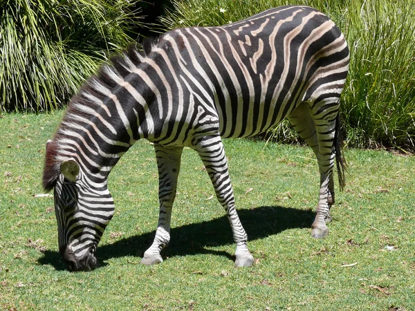 Zebra äta — Stockfoto