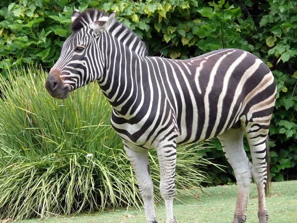 Zebra staande — Stockfoto