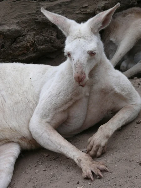 Albino Czerwony kangur — Zdjęcie stockowe