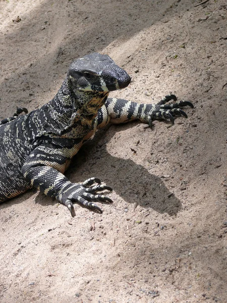 stock image Lace monitor lizard