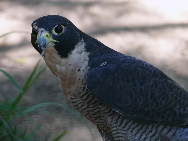 stock image Peregrin falcon