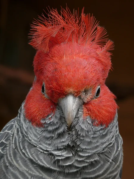 Бандитский попугай — стоковое фото