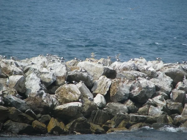 Felsen mit Seevögeln — Stockfoto