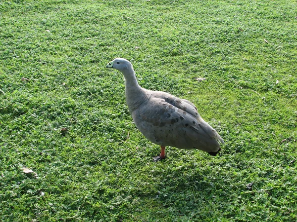 stock image Cape barren goose