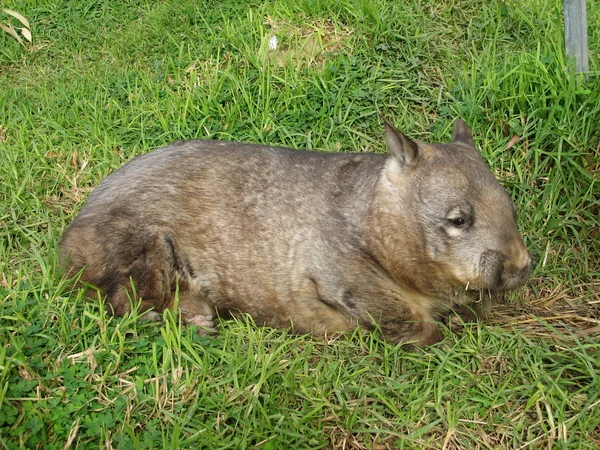 Wombat descansando — Fotografia de Stock