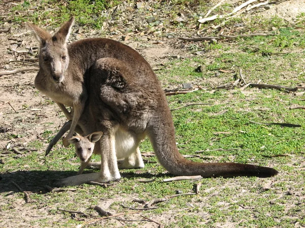 Wschodniej kangura i joey — Zdjęcie stockowe