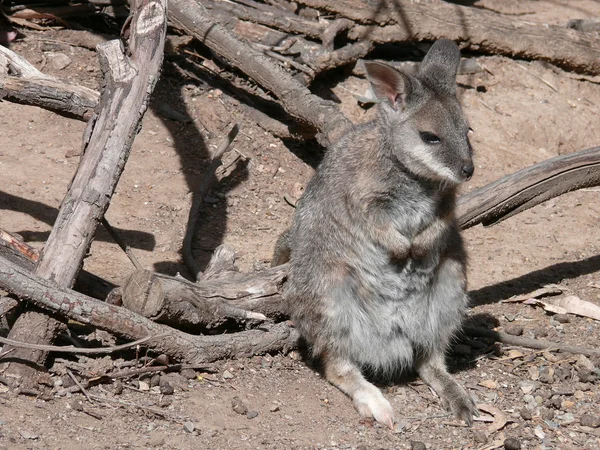 Parma Wallaby