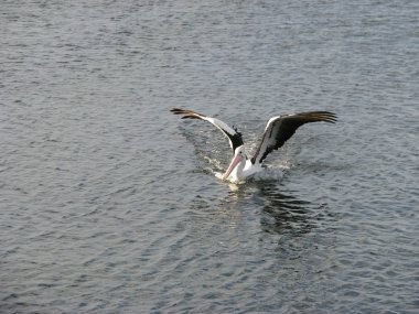 Pelikan açılış