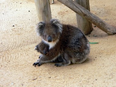 Koala aile kucaklama