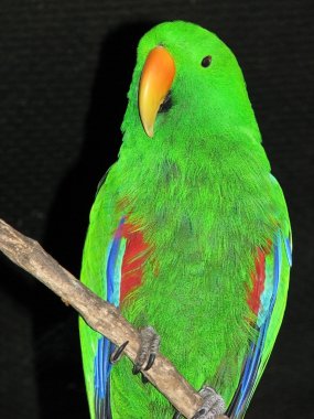 Eclectus papağanı