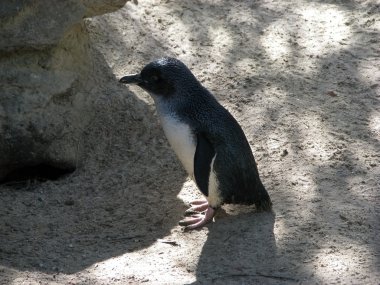 peri pengueni