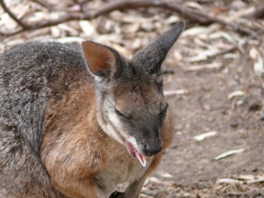 Parma Wallaby