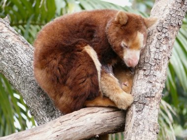 Tree kangaroo clipart