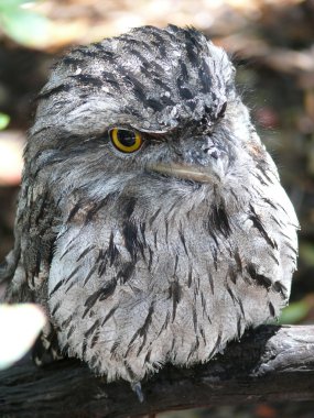 Tawny frogmouth clipart
