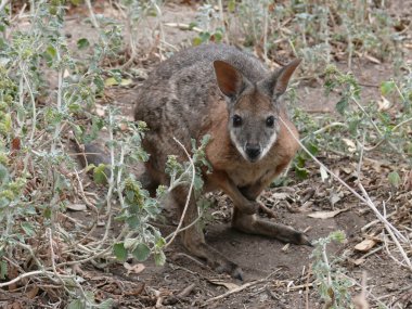 Parma Wallaby