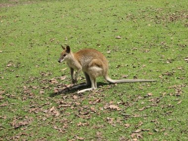 Agile wallaby clipart