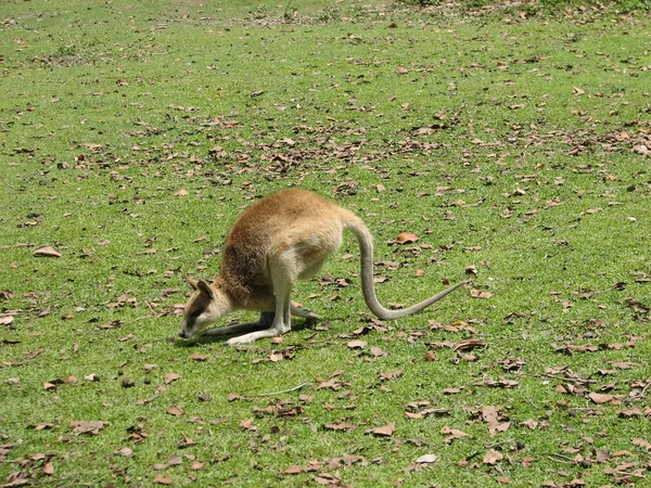 Australisches Wallaby — Stockfoto